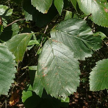 Karpatiosorbus meierottii unspecified picture