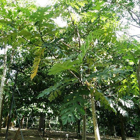 Artocarpus scortechinii unspecified picture