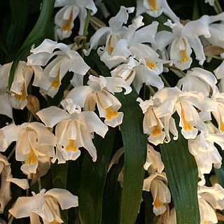 Coelogyne cristata unspecified picture