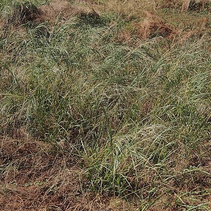 Eragrostis leptocarpa unspecified picture