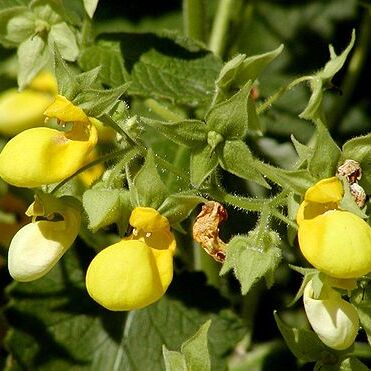 Calceolaria unspecified picture