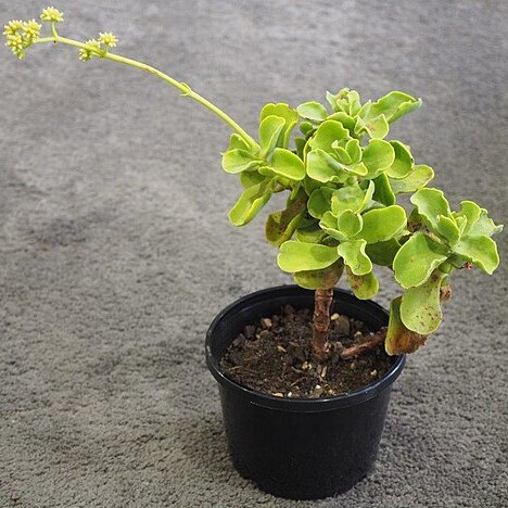 Crassula atropurpurea var. watermeyeri unspecified picture