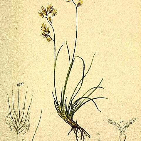 Festuca quadriflora unspecified picture