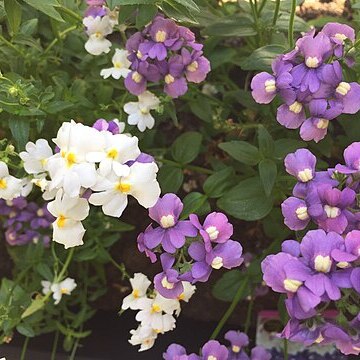 Nemesia strumosa unspecified picture