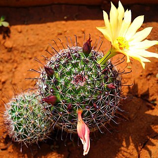 Mammillaria beneckei unspecified picture