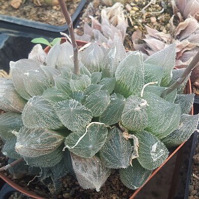 Haworthia cooperi var. venusta unspecified picture