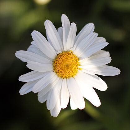 Leucanthemum unspecified picture