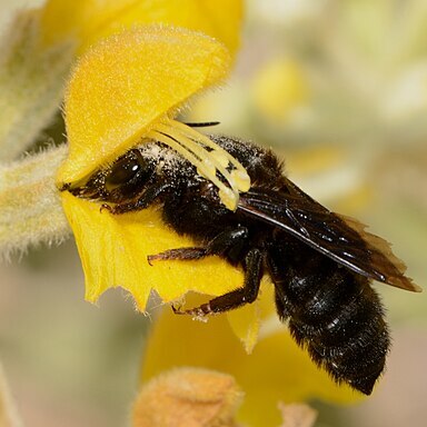 Phlomis brachyodon unspecified picture