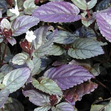 Strobilanthes unspecified picture