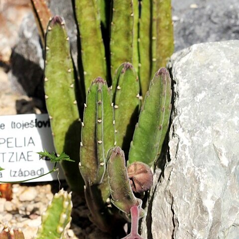 Stapelia leendertziae unspecified picture