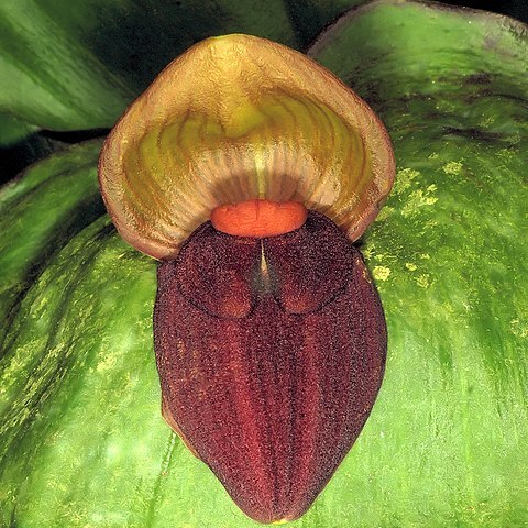 Pleurothallis gargantua unspecified picture