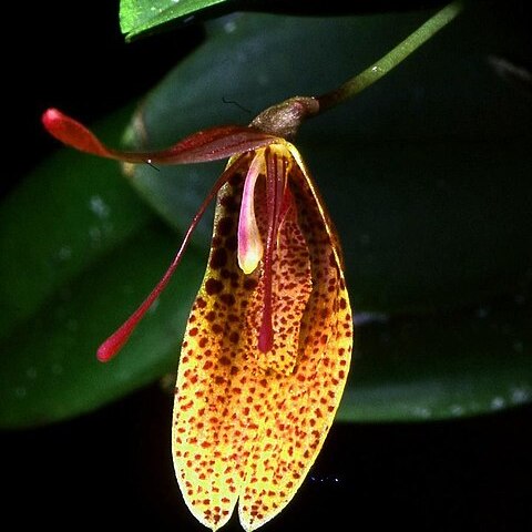 Restrepia elegans unspecified picture