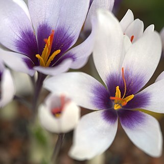 Crocus mathewii unspecified picture