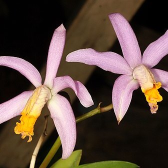 Cattleya fournieri unspecified picture