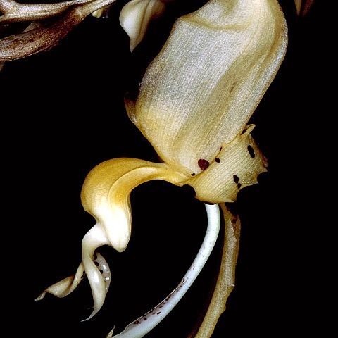 Stanhopea frymirei unspecified picture