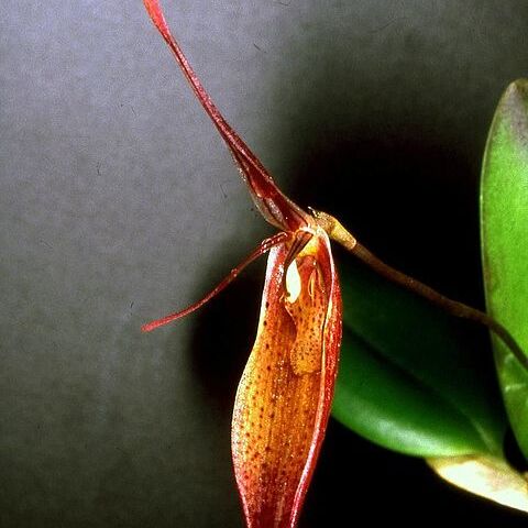 Restrepia teaguei unspecified picture