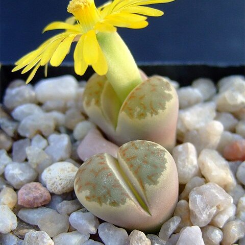 Lithops dorotheae unspecified picture