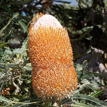 Banksia prionotes unspecified picture