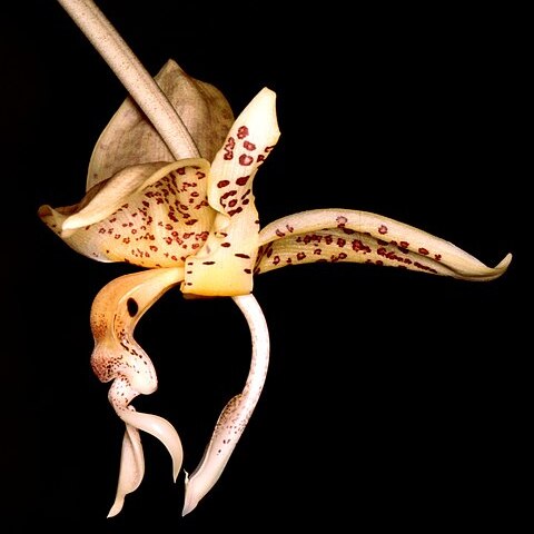 Stanhopea oculata unspecified picture