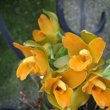 Lycaste cochleata unspecified picture