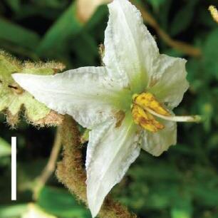 Solanum rubicaule unspecified picture