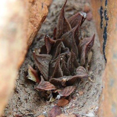 Haworthia maculata unspecified picture