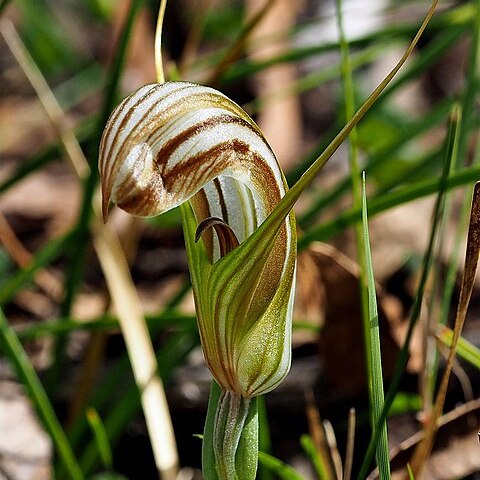 Pterostylis truncata unspecified picture