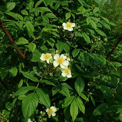 Rosa glomerata unspecified picture