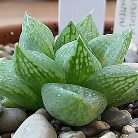 Haworthia turgida var. suberecta unspecified picture