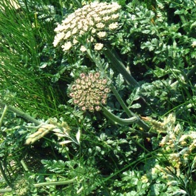 Daucus carota subsp. gummifer unspecified picture