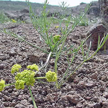 Lomatium bicolor unspecified picture