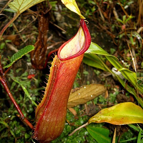 Nepenthes tobaica unspecified picture