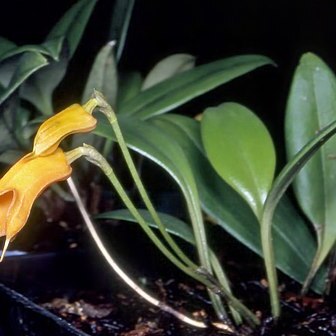 Masdevallia morochoi unspecified picture