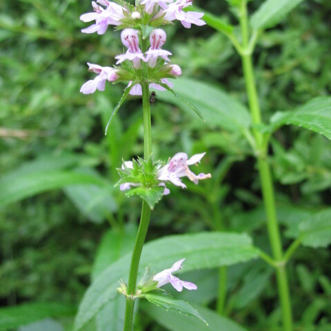 Stachys aspera unspecified picture