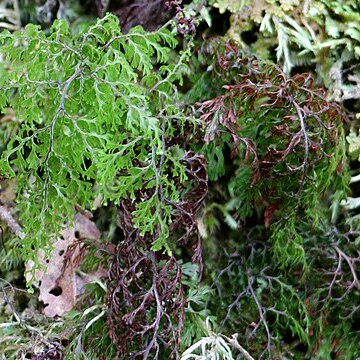 Hymenophyllum bivalve unspecified picture