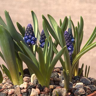 Muscari bourgaei unspecified picture