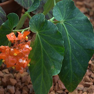 Begonia decora unspecified picture