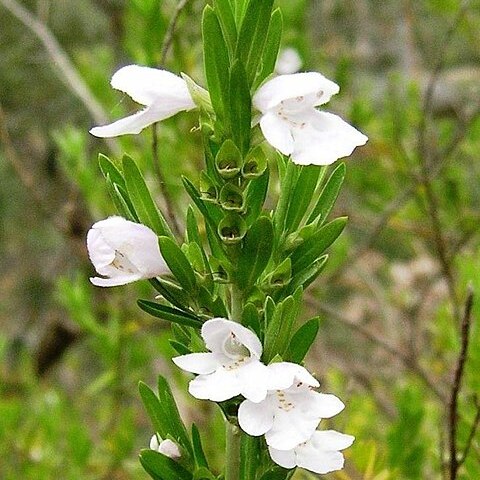 Prostanthera behriana unspecified picture