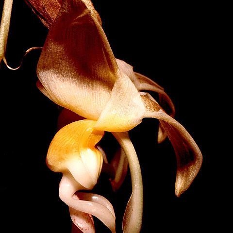 Stanhopea lietzei unspecified picture