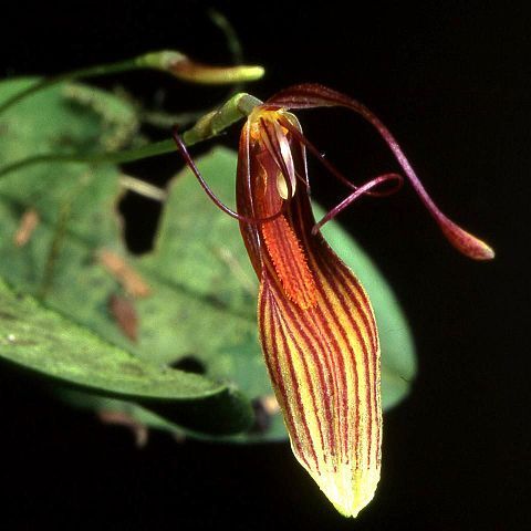 Restrepia wageneri unspecified picture