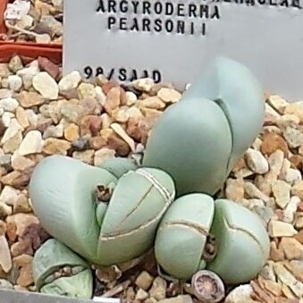 Argyroderma pearsonii unspecified picture