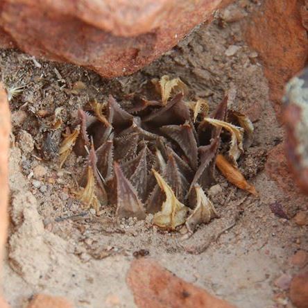 Haworthia maculata unspecified picture