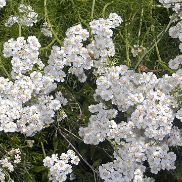 Achillea abrotanoides unspecified picture