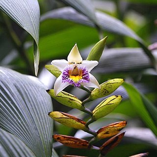 Sobralia luerorum unspecified picture