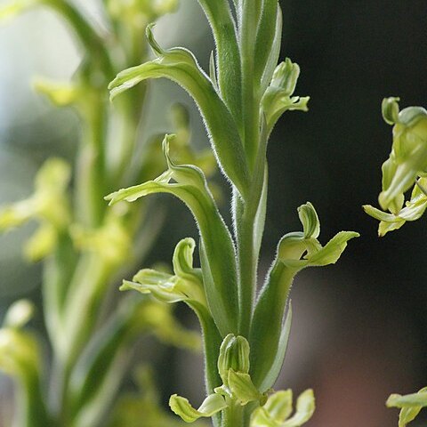 Sarcoglottis sceptrodes unspecified picture