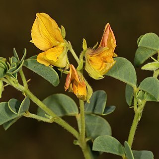 Crotalaria lotoides unspecified picture