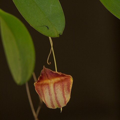 Lepanthes caprimulgus unspecified picture