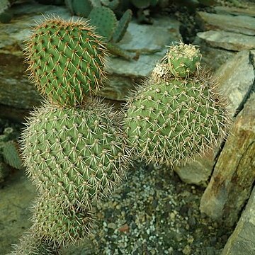 Opuntia pycnantha unspecified picture