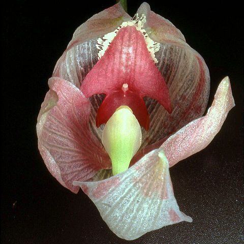 Paphinia seegeri unspecified picture