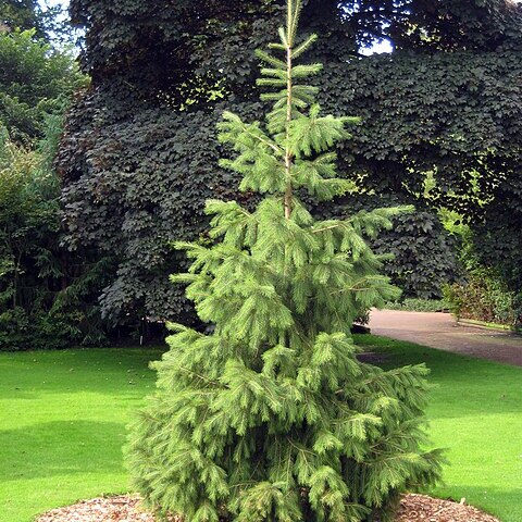 Picea smithiana unspecified picture